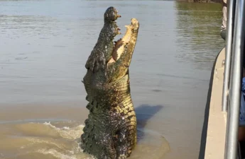 Experience the Thrill of a Jumping Crocodile Cruise