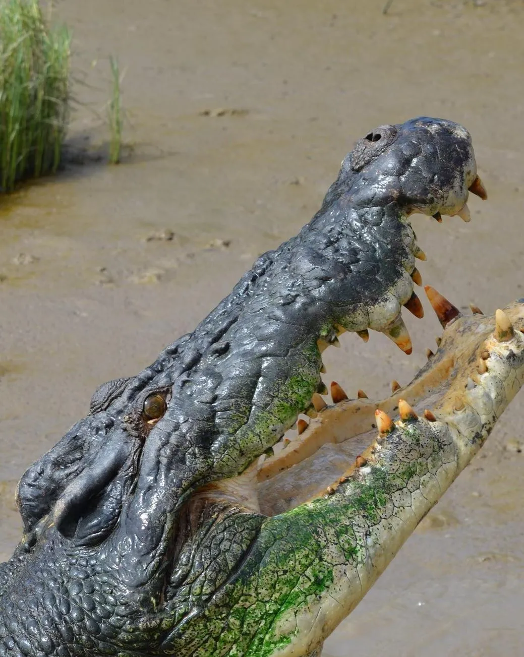 Is It Safe, Jumping Crocodile Cruises.