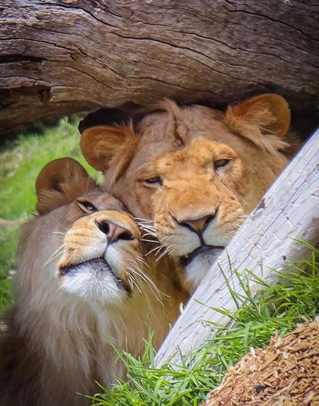 Melbourne Zoo