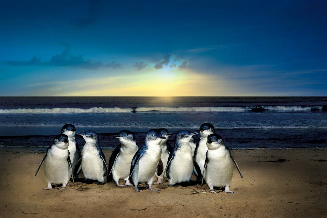 Purikelapa | Discover the Magic of Phillip Island's Penguin Parade | Australian Wildlife Adventure