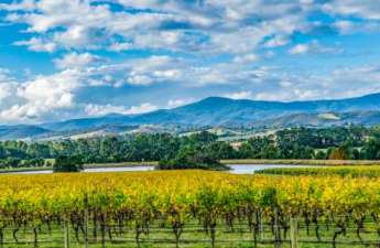 Purikelapa | Exploring the Historic Vines of Yarra Valley: A Journey Through Australia's Wine Heritage