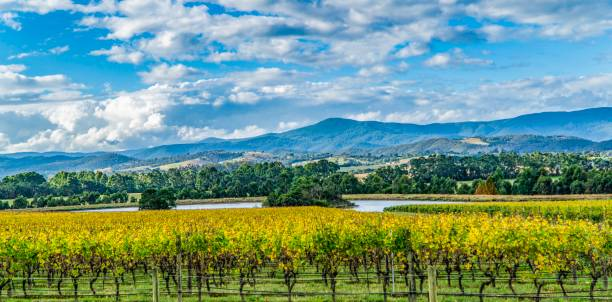 Purikelapa | Exploring the Historic Vines of Yarra Valley: A Journey Through Australia's Wine Heritage