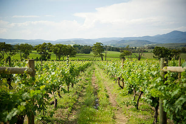 Explore the Yarra Valley's Wineries on a Melbourne Wine Tour