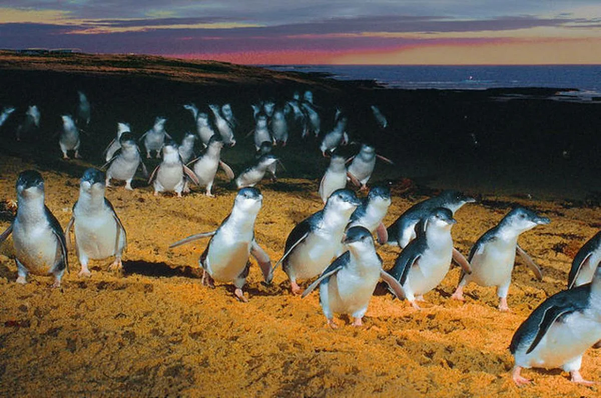 Embark on an Unforgettable Adventure with our Guided Tours of Philip Island's Penguin Population