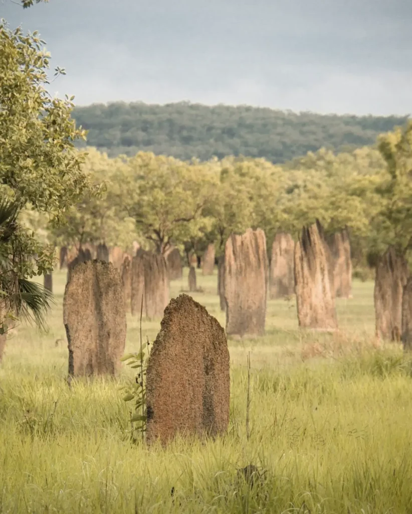 magnetic termite mounds tour